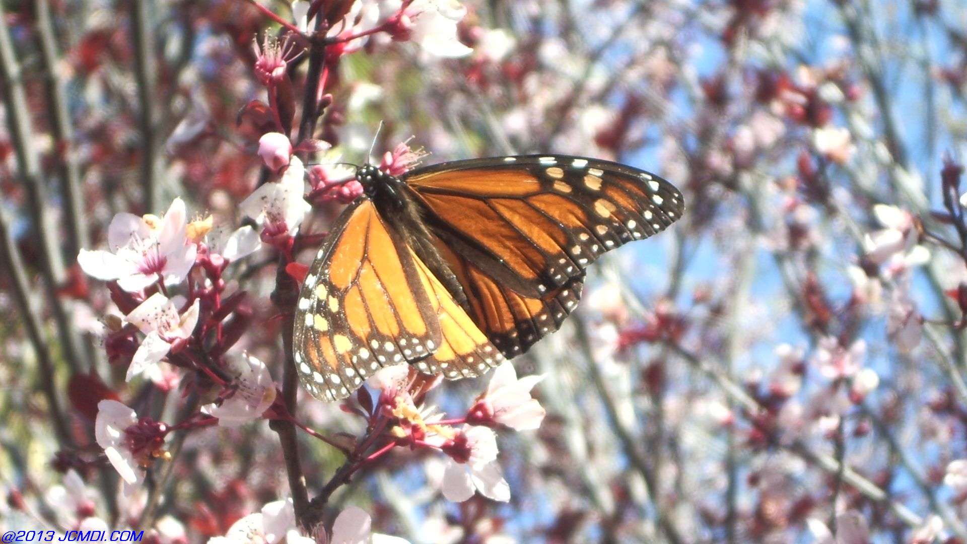  Life Cycle image JCMDI.COM 